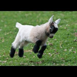 Meet your Posher, Raul